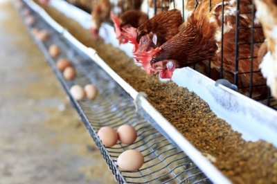آمادگی شرکت پشتیبانی امور دام گیلان جهت خرید مرغ مازاد تولیدکنندگان گیلانی برای حمایت از تولید | خرید به صورت نقدی یا تهاتر با ذرت دامی